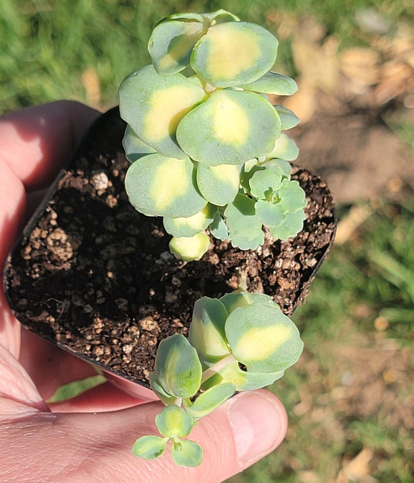 Sedum Sieboldii f. Variegatum