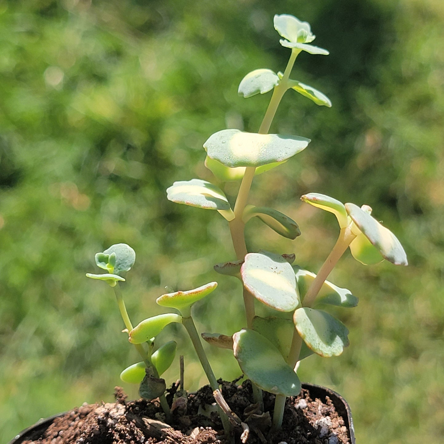 Sedum Sieboldii f. Variegatum