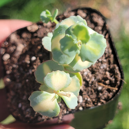 Sedum Sieboldii f. abigarrado