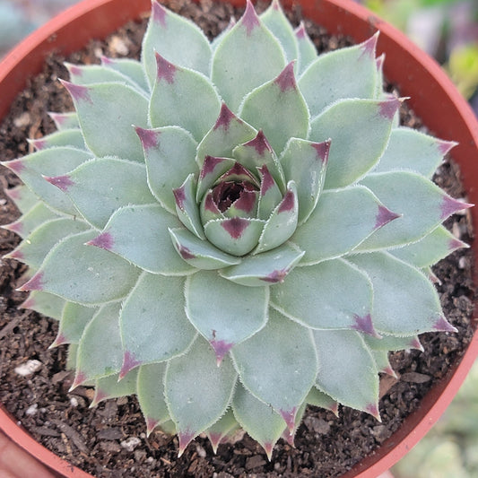 Sempervivum Calcareum 'Nigricans'