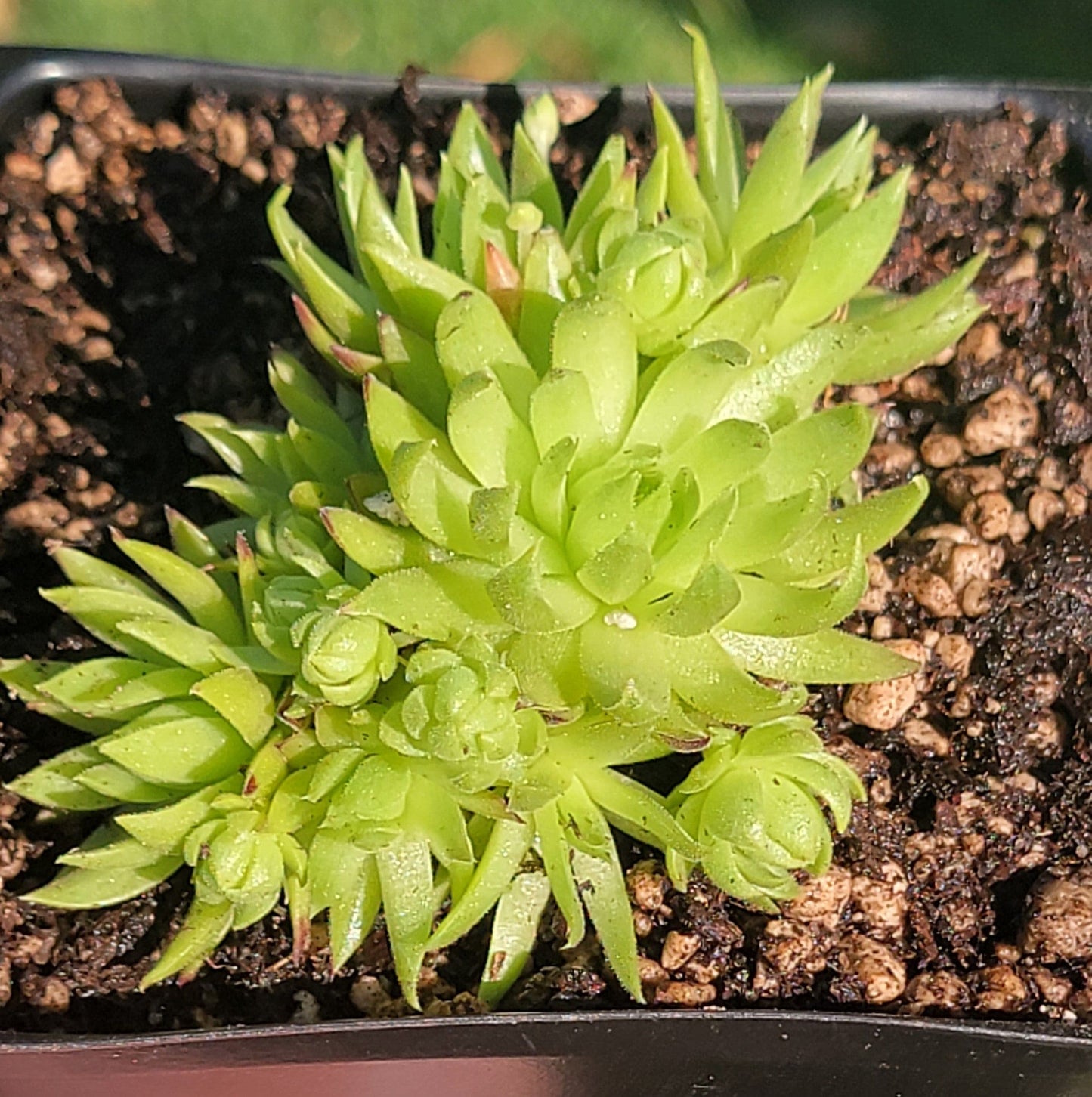 Sempervivum globiferum ssp. hirtum 'Borealis'