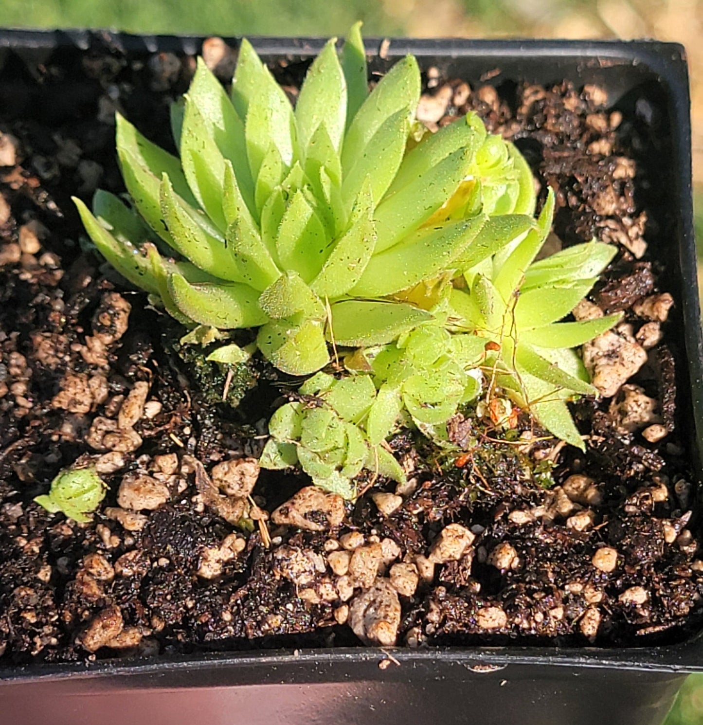 Sempervivum globiferum ssp. hirtum 'Borealis'