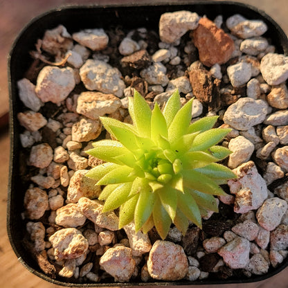 Sempervivum globiferum ssp. hirtum 'Borealis'