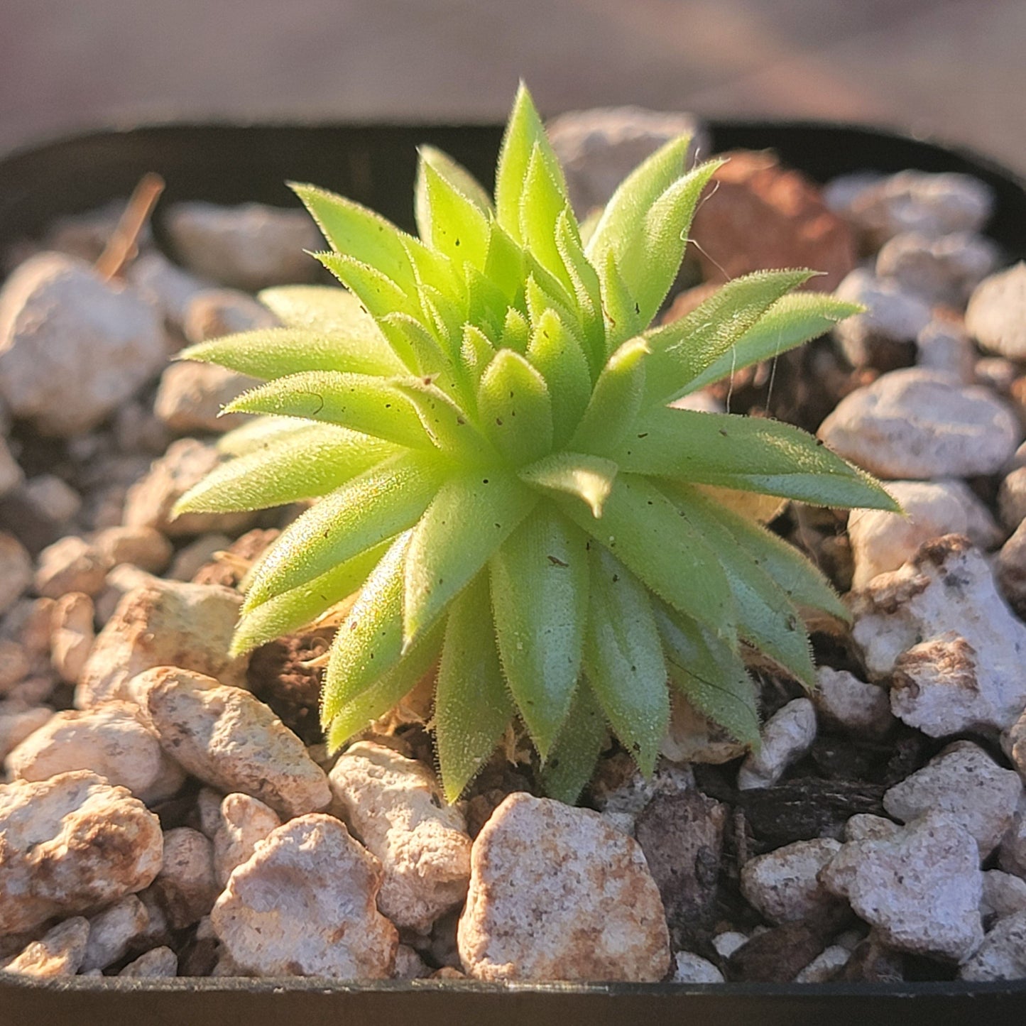 Sempervivum globiferum ssp. hirtum 'Borealis'