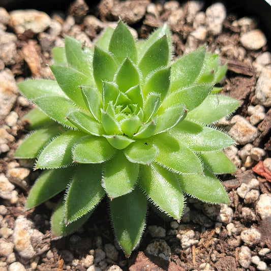 Sempervivum Globiferum ssp. Hirtum 'Hérisson'