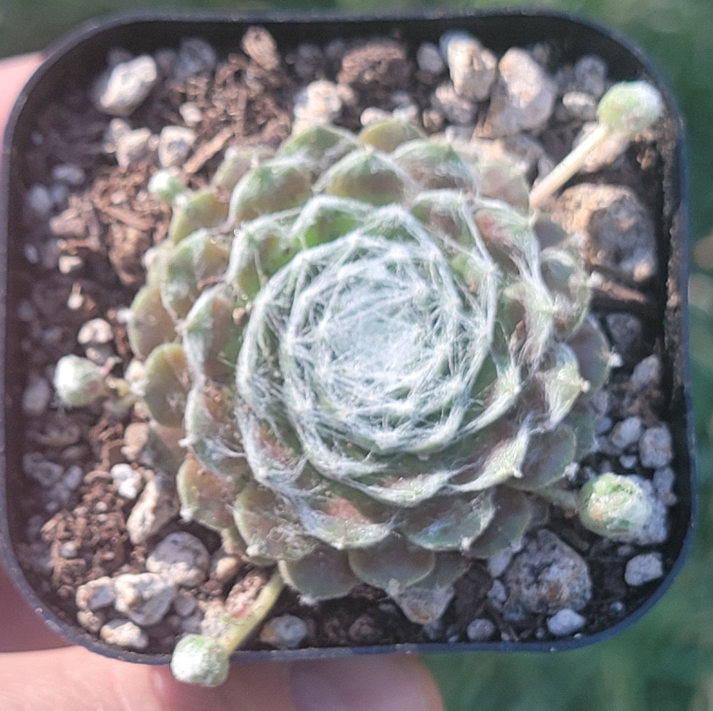 Sempervivum 'Keiko'