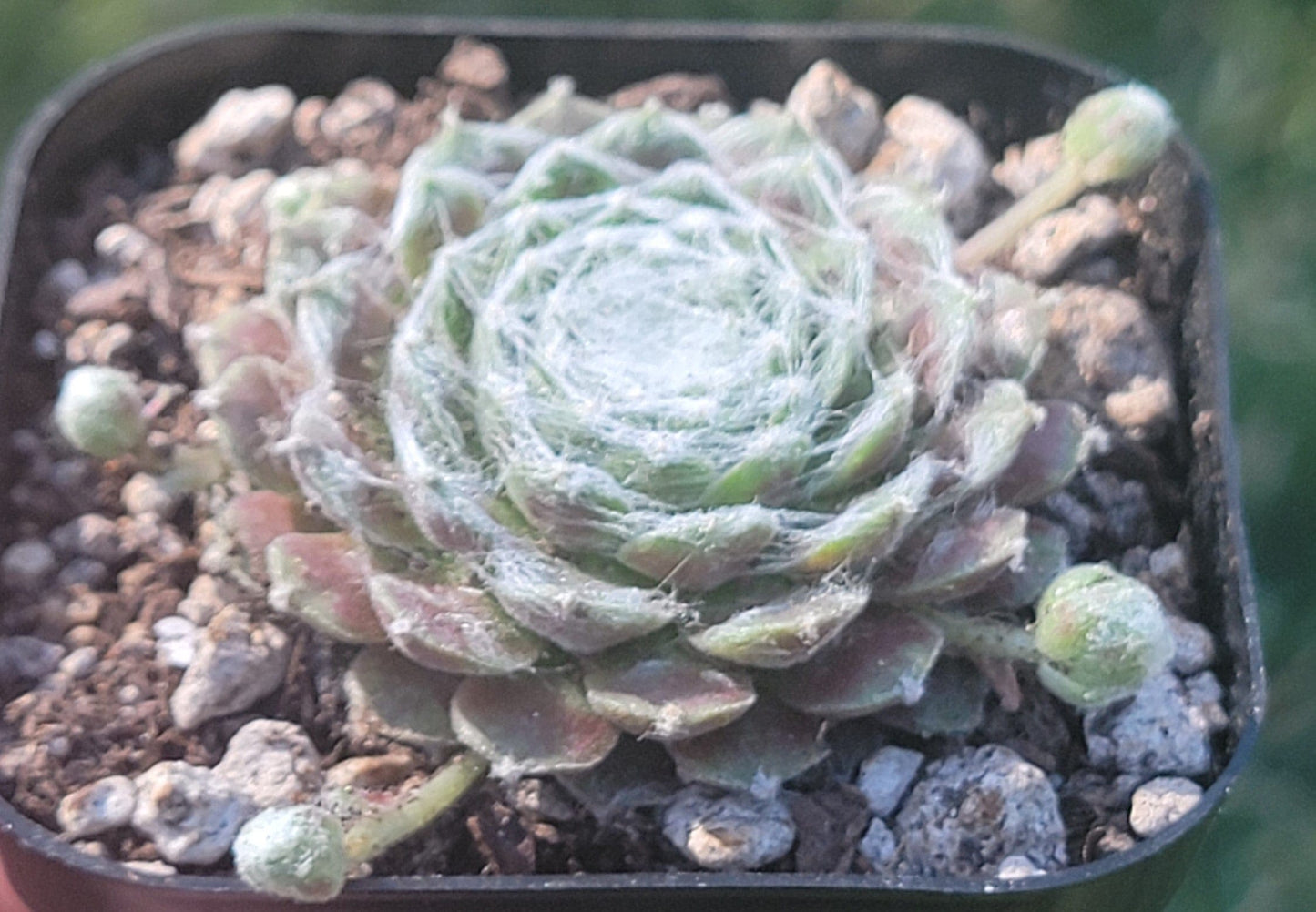 DesertScapeSucculent Single 3A Sempervivum 'Keiko'