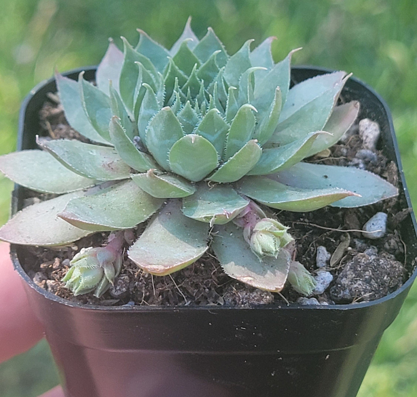 Sempervivum 'Merlin'