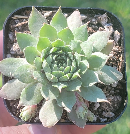 Sempervivum 'Merlin'