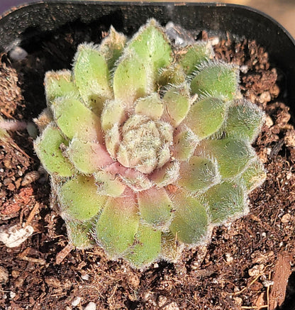 Sempervivum 'Prune du Pacifique Fuzzy'