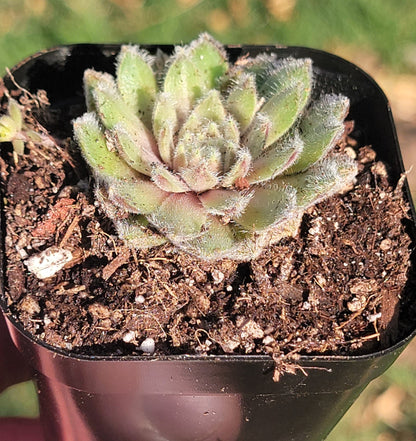 Sempervivum 'Pacific Plum Fuzzy'