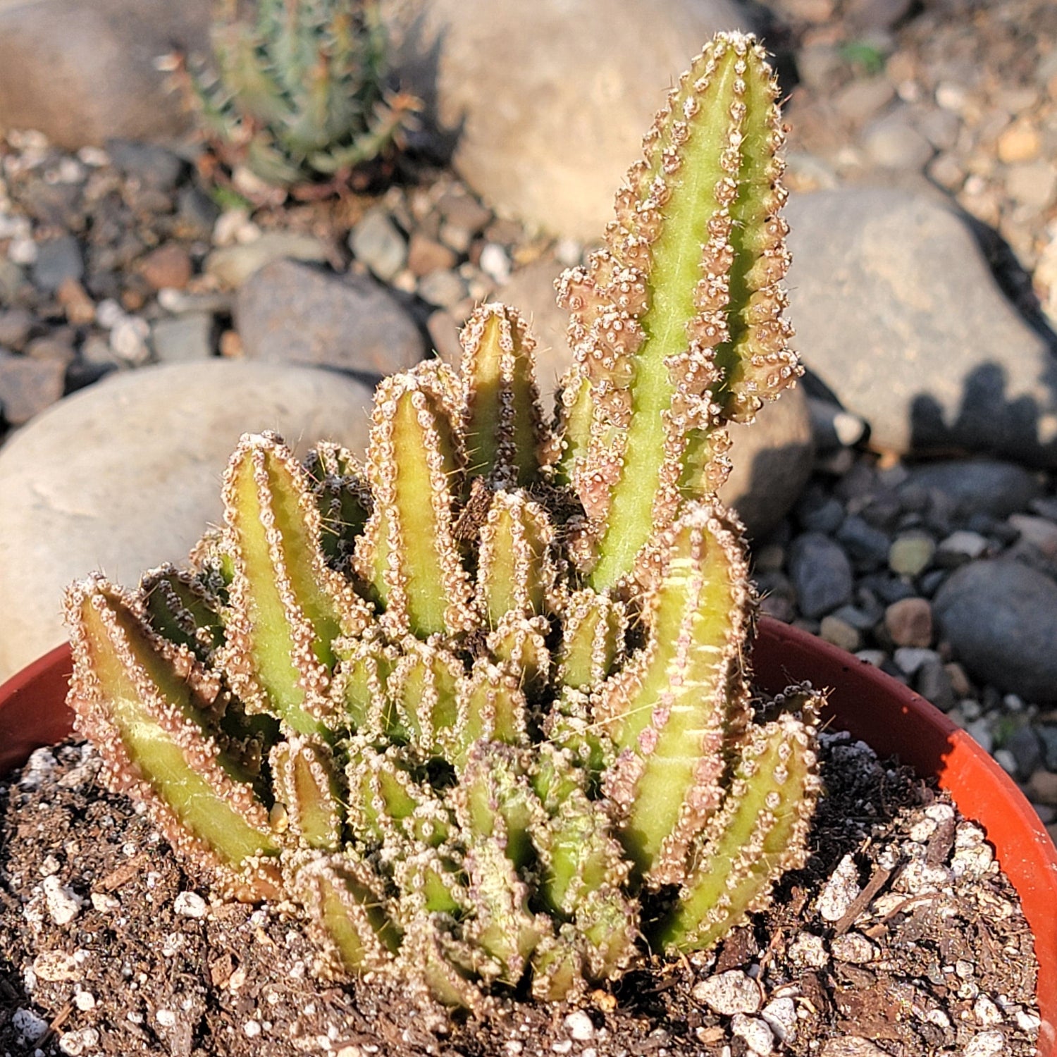 DesertScapeSucculent Succulent 6" Assorted Acanthocereus monstrousa 'Fairytale Cactus'