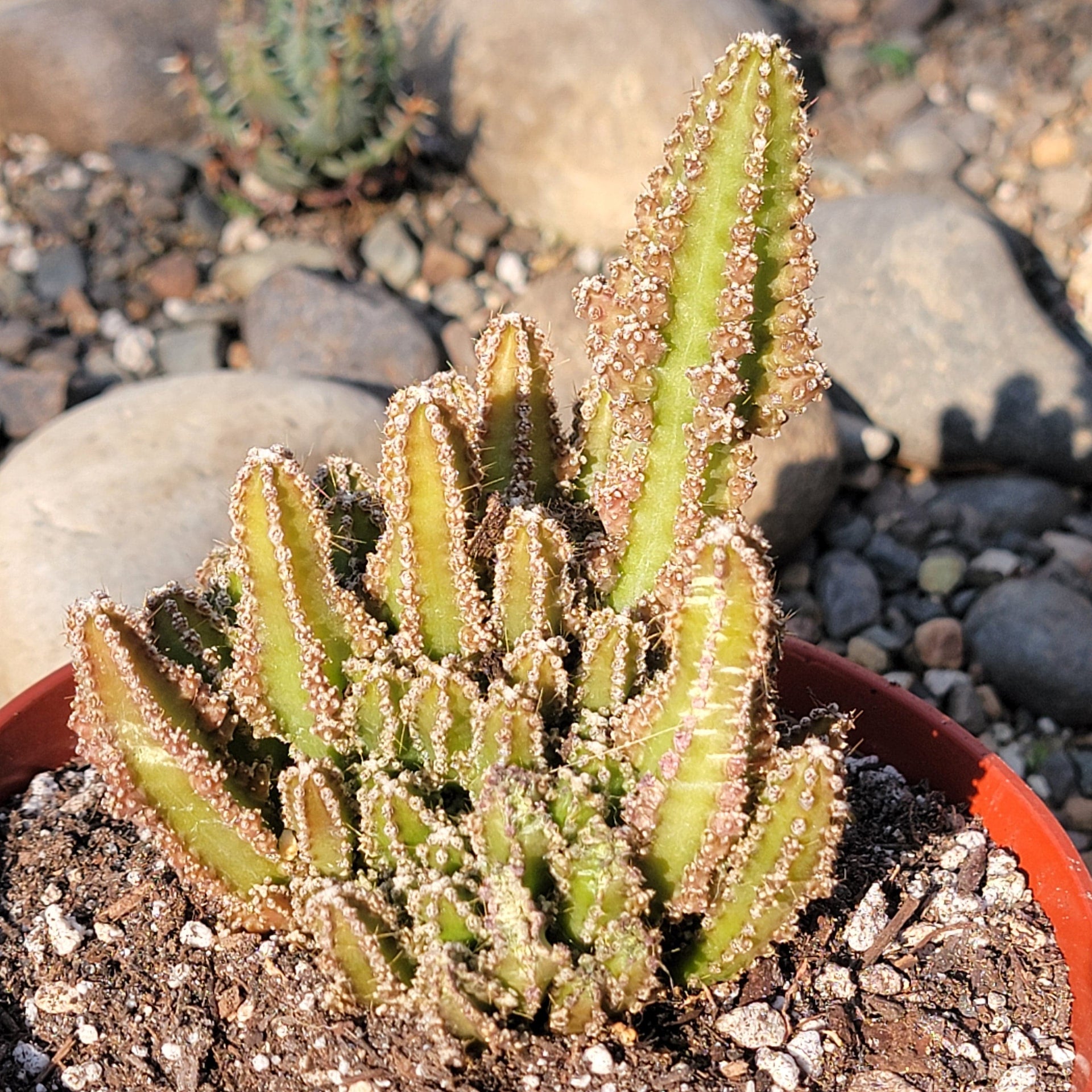 fairytale cactus Acanthocereus monstrousa 'Fairytale Cactus'