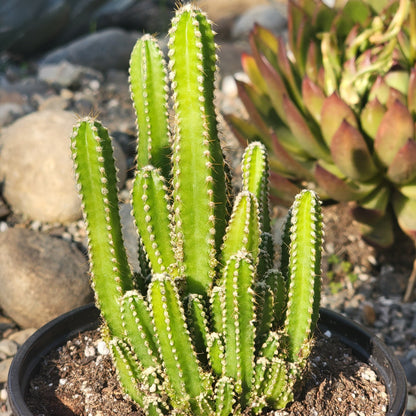 DesertScapeSucculent Succulent 6" Assorted Acanthocereus tetragonus 'Fairytale Cactus'