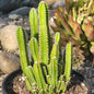 Acanthocereus tetragonus 'Fairytale Cactus' - 6 Inch Assorted - Succulent - DesertScapeSucculent