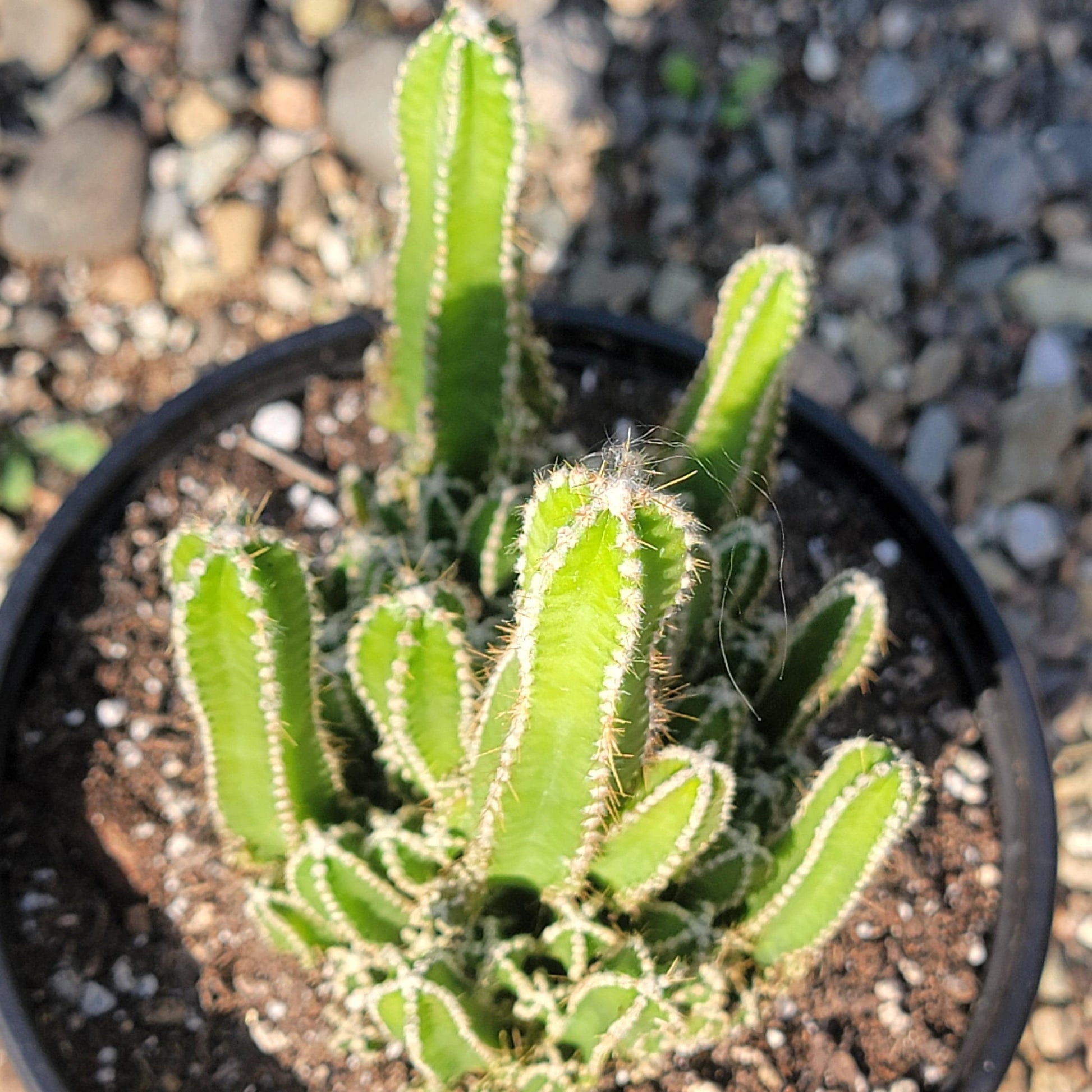 DesertScapeSucculent Succulent 6" Assorted Acanthocereus tetragonus 'Fairytale Cactus'