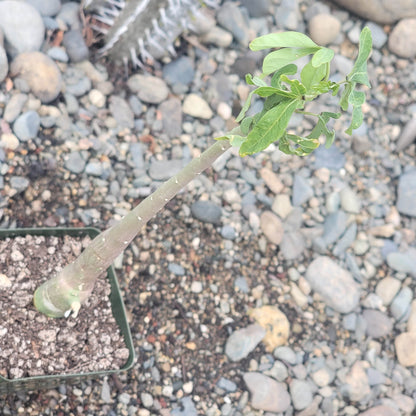 Adenia venenata