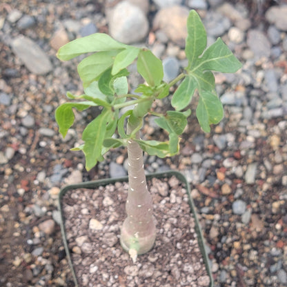 Adenia venenata