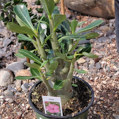 Adenium obesum 'Desert Rose'