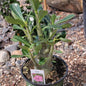 Adenium obesum 'Desert Rose' - 4 Inch Assorted Pink - Succulent - DesertScapeSucculent