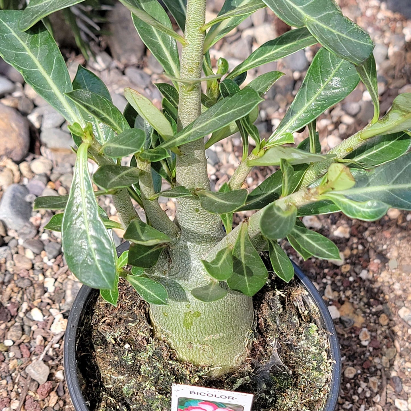 Adenium obesum 'Desert Rose'