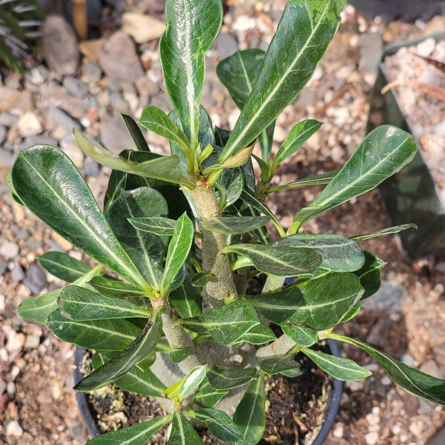 Adenium obesum 'Desert Rose'