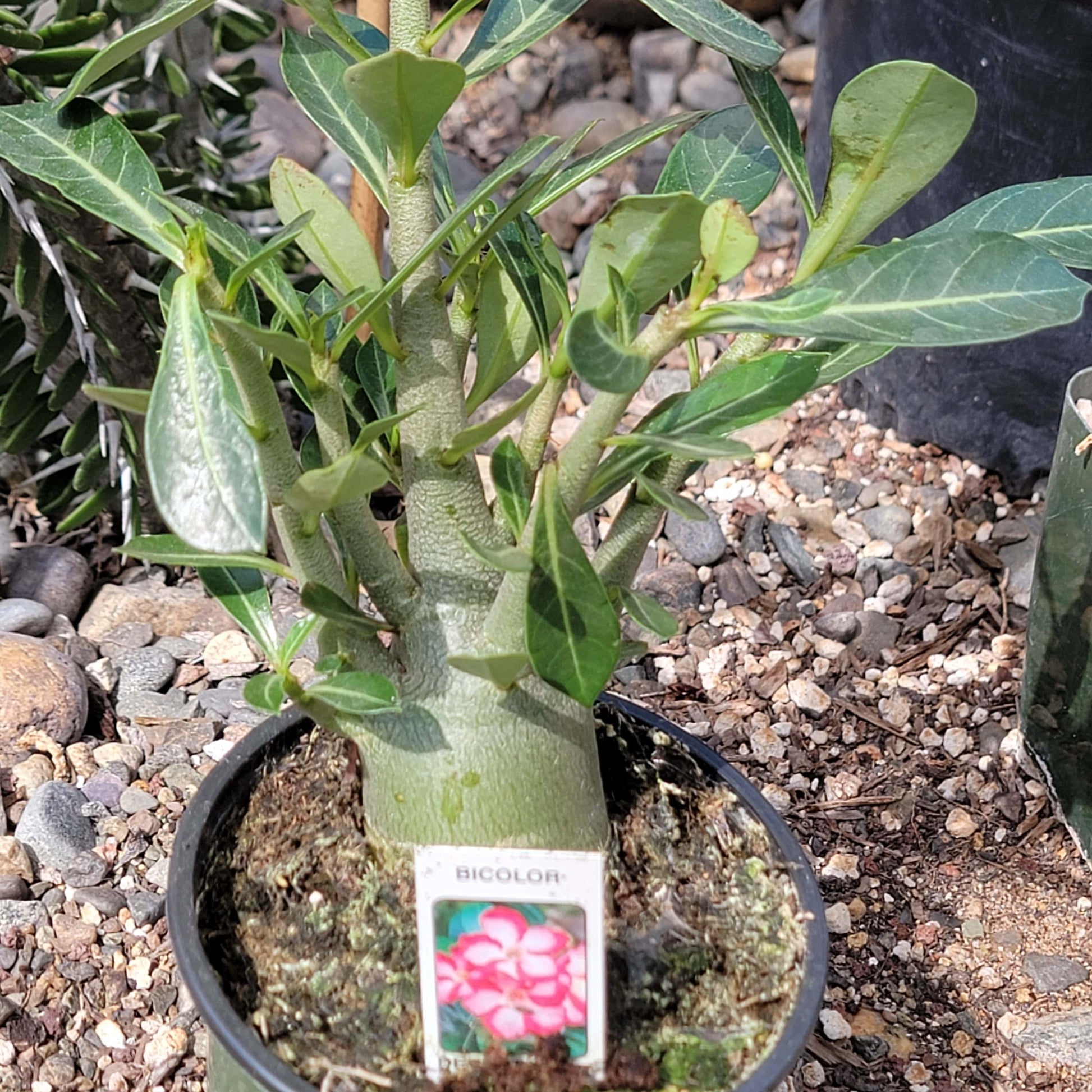 Adenium obesum 'Desert Rose' - 4 Inch Assorted Bicolor - Succulent - DesertScapeSucculent