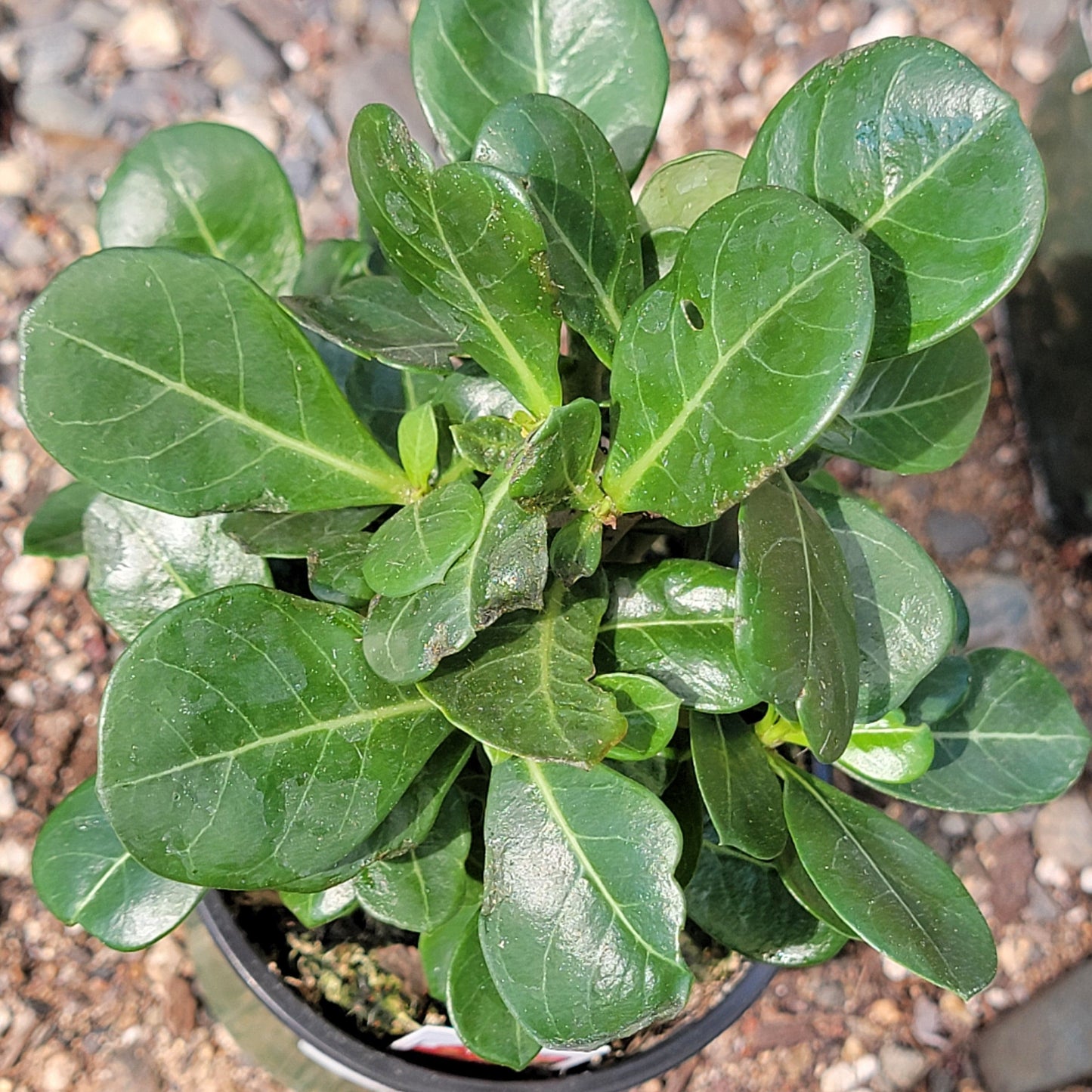 Adenium obesum 'Desert Rose'