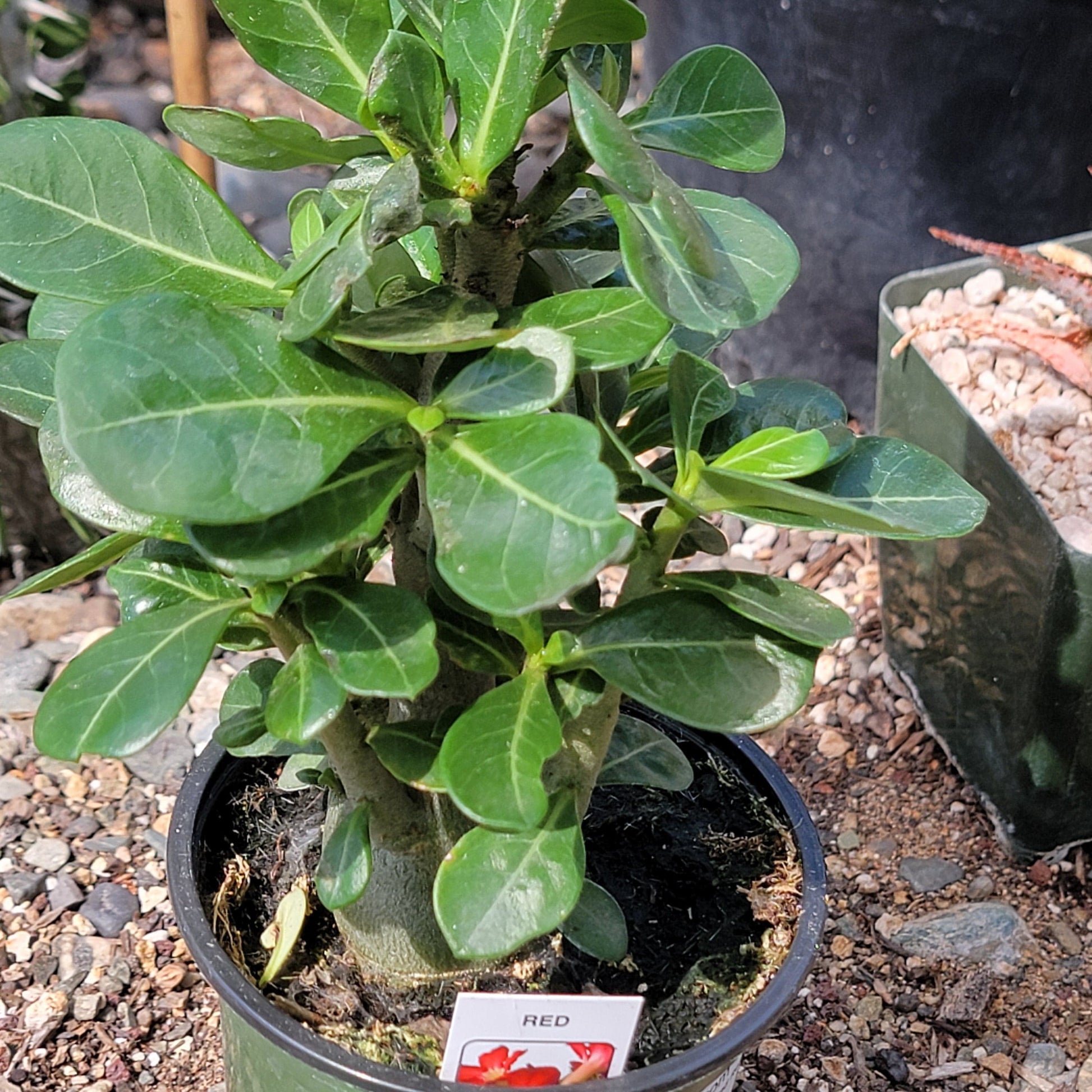 Adenium obesum 'Desert Rose' - 4 Inch Assorted Red - Succulent - DesertScapeSucculent