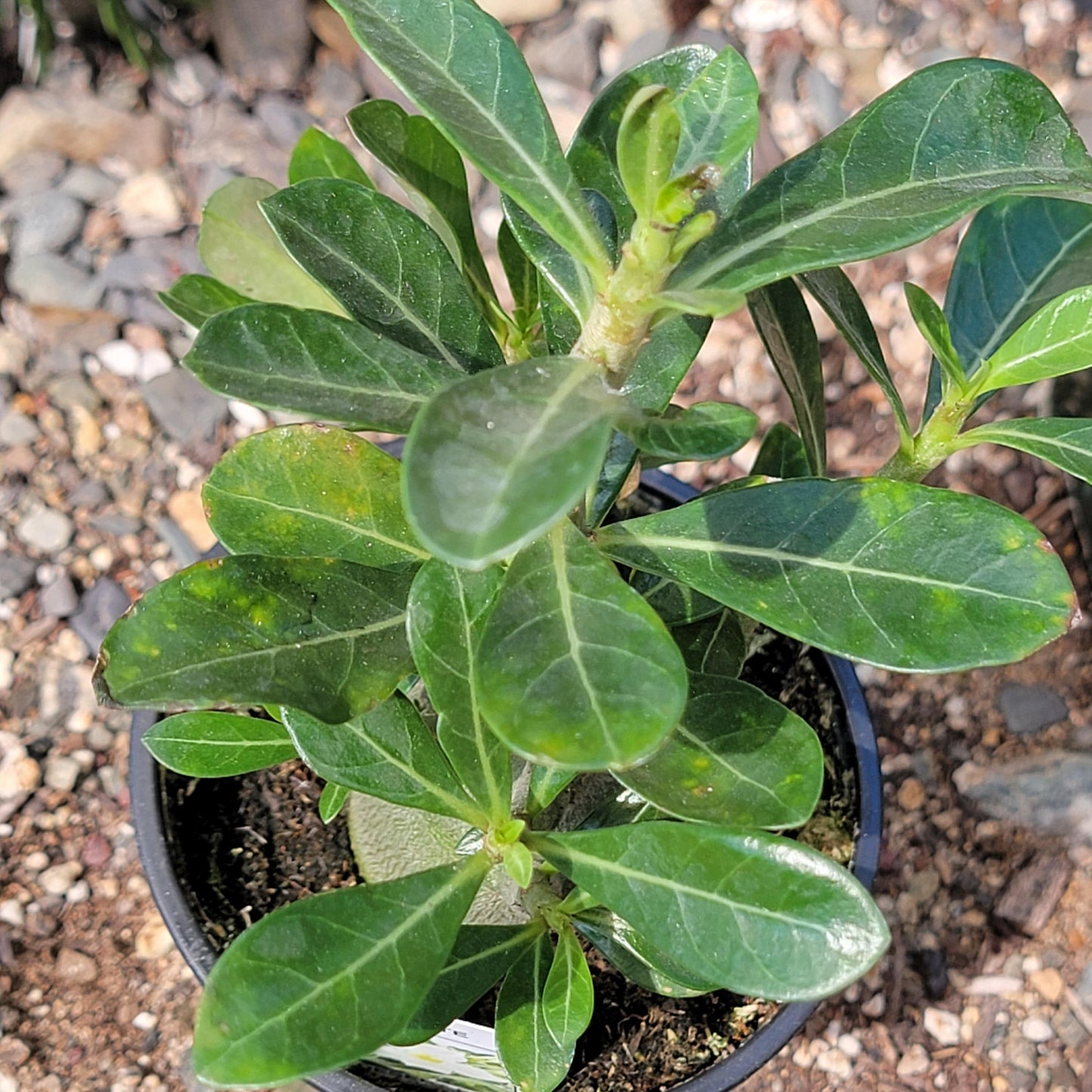 Adenium obesum 'Desert Rose'