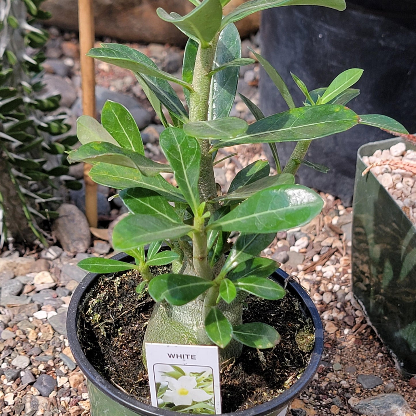 Adenium obesum 'Desert Rose'