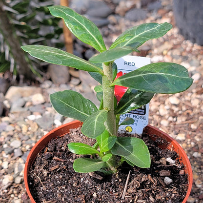 Adenium obesum 'Desert Rose'