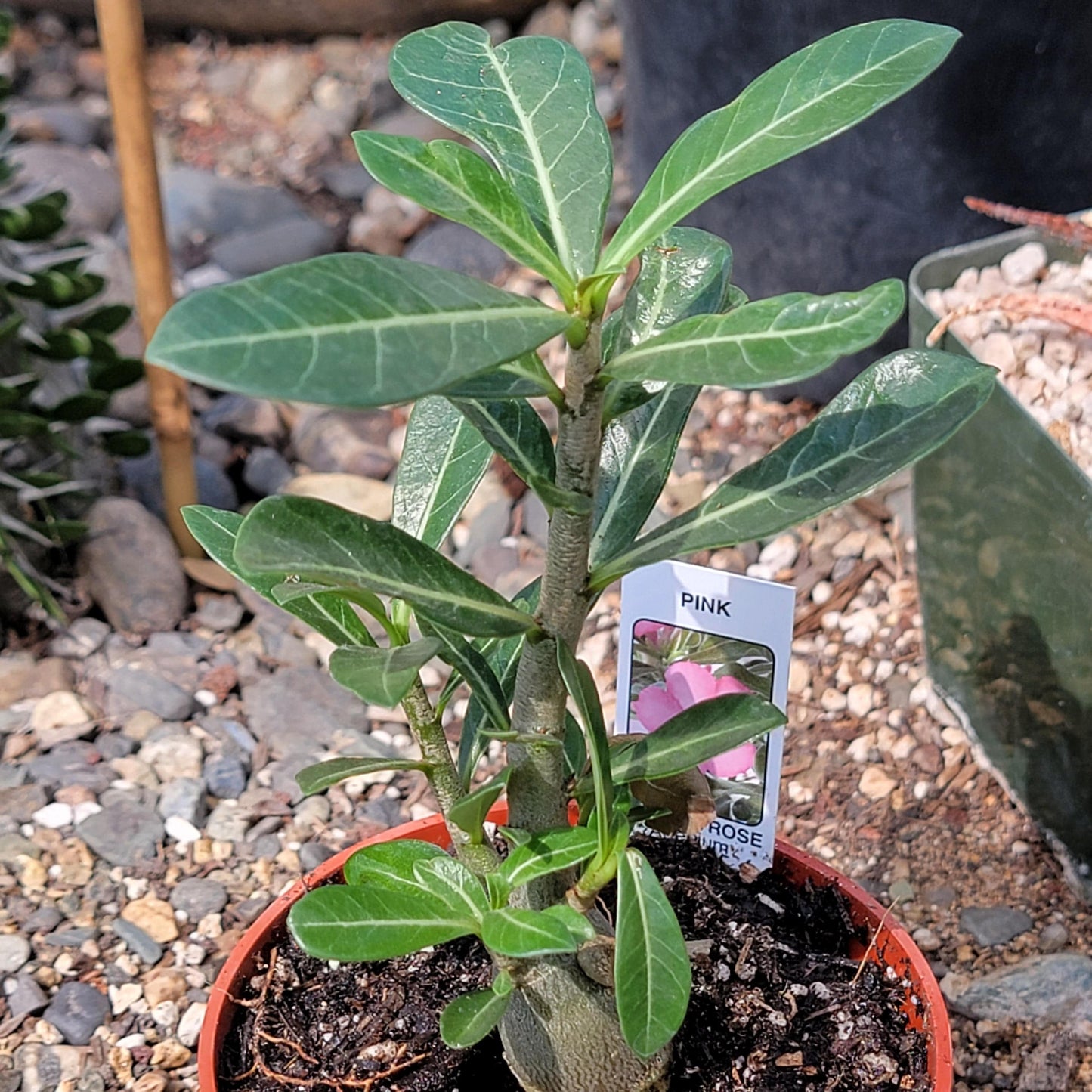 Adenium obesum 'Desert Rose'