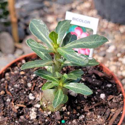 Adenium obesum 'Desert Rose'