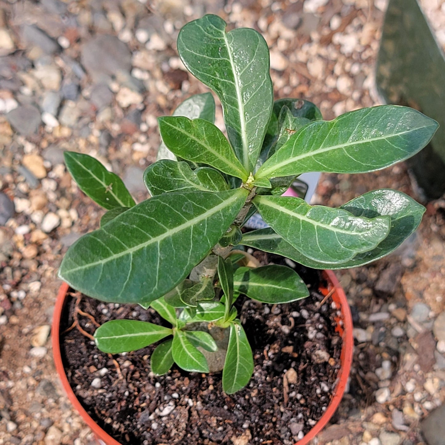 Adenium obesum 'Desert Rose'