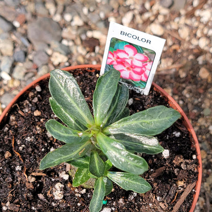 Adenium obesum 'Desert Rose'