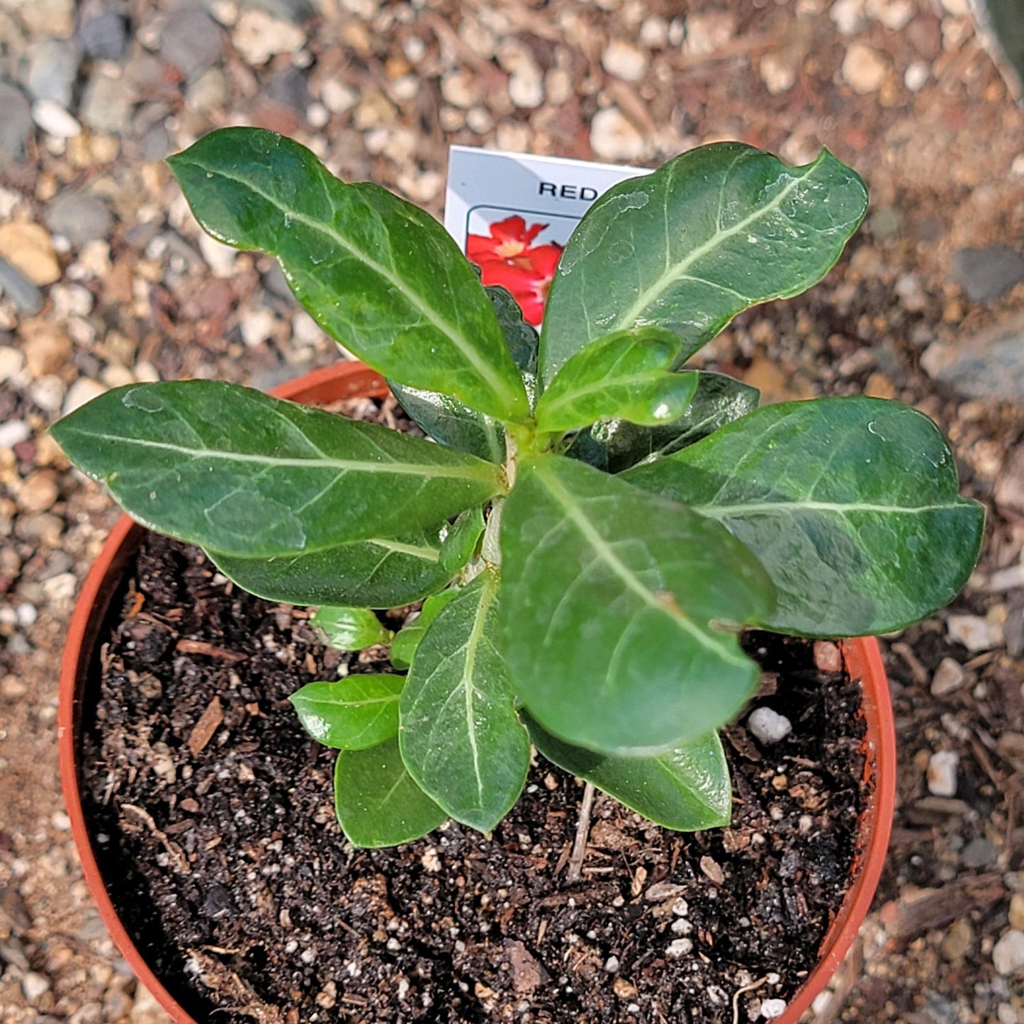 Adenium obesum 'Desert Rose'