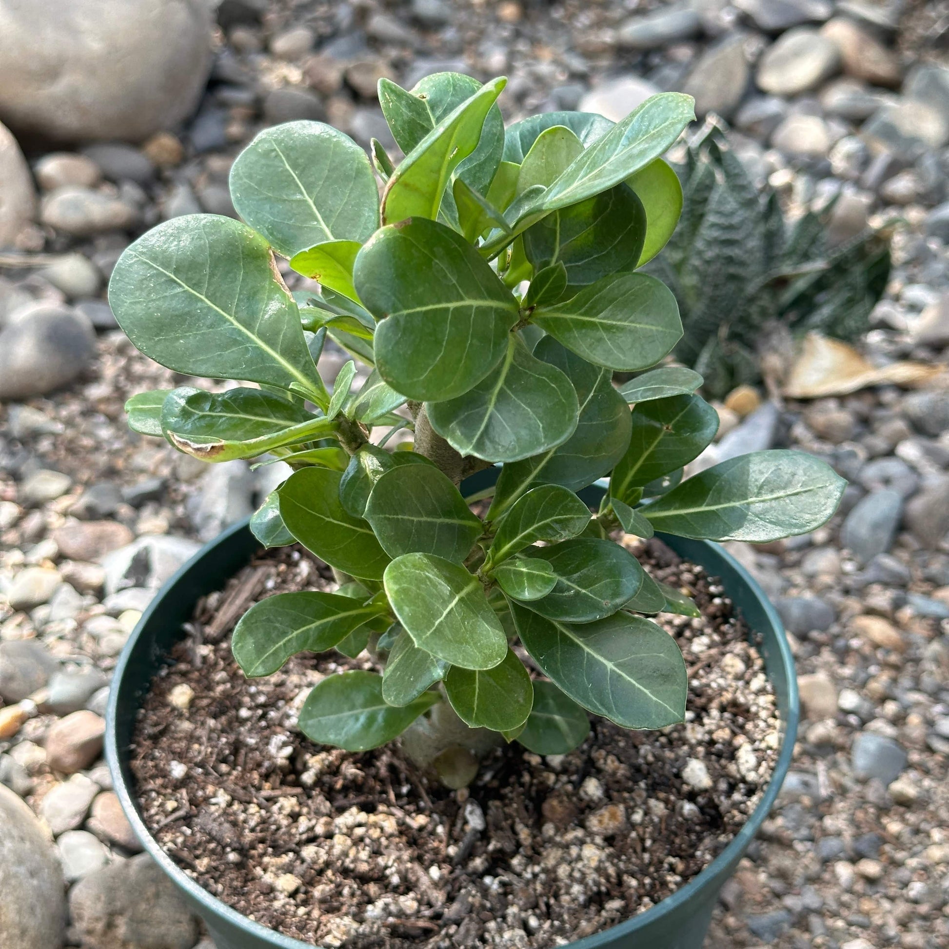 Adenium obesum 'Desert Rose' - 6 Inch Assorted Red - Succulent - DesertScapeSucculent