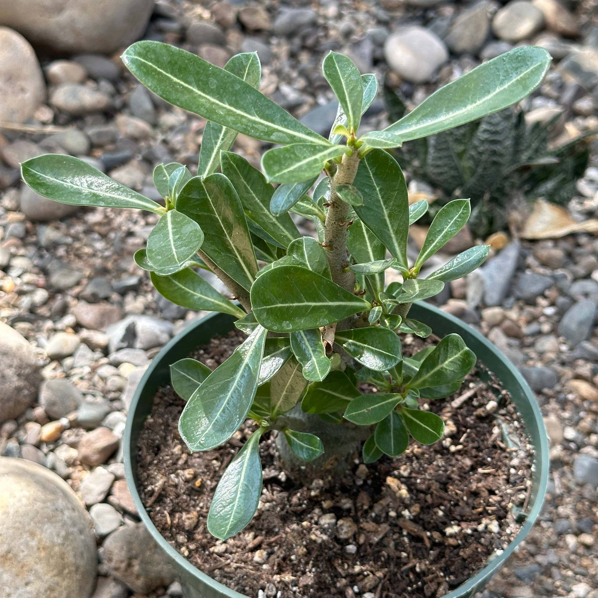 succulent adenium Adenium obesum 'Desert Rose' – DesertScapeSucculent