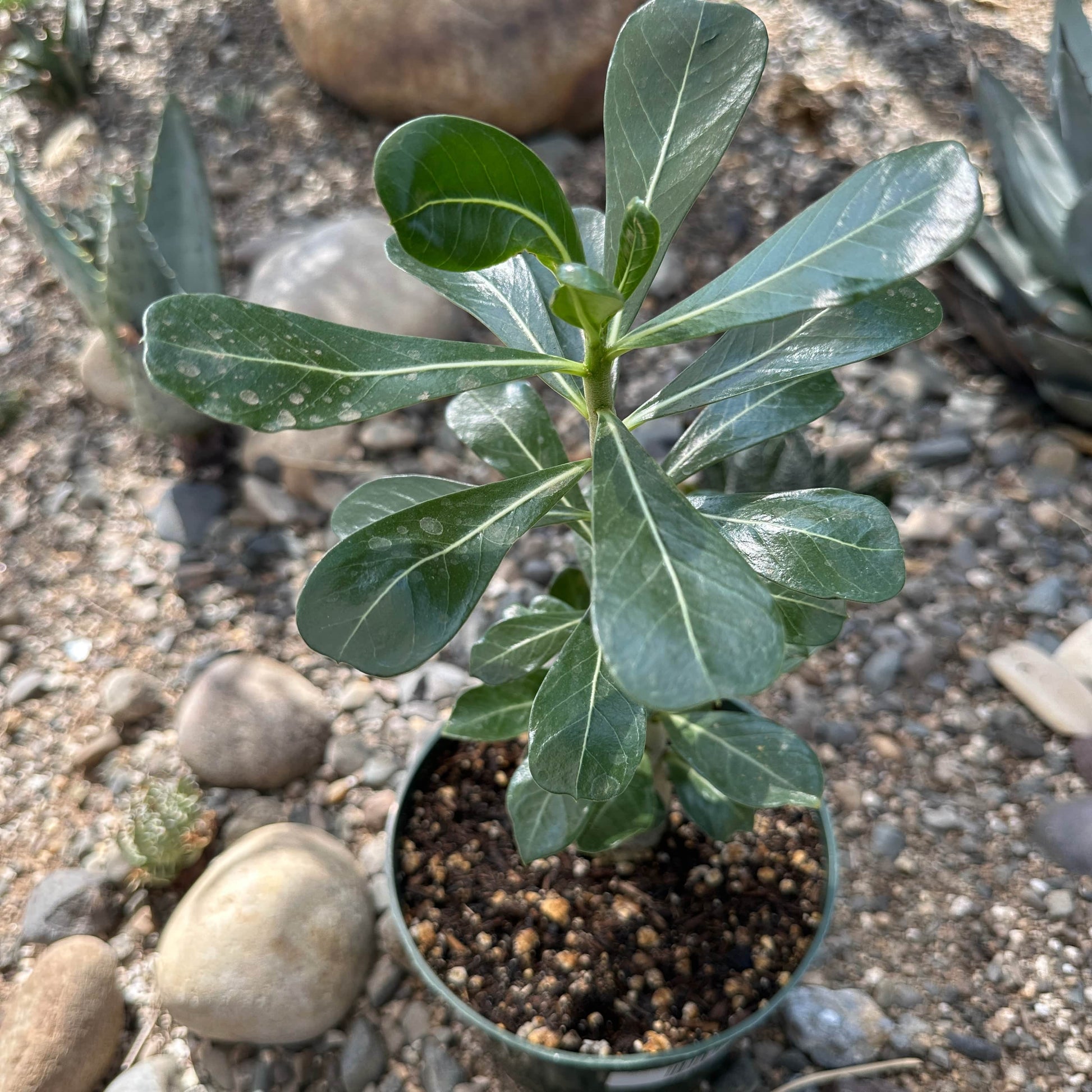 desert beauty succulent Adenium obesum 'Desert Rose' – DesertScapeSucculent