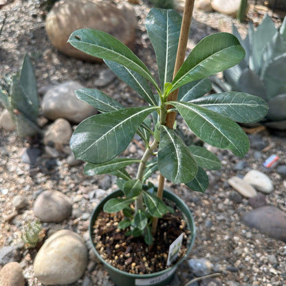 Adenium obesum 'Desert Rose'