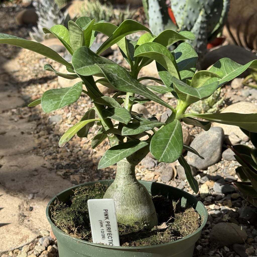Adenium obesum 'Desert Rose' - 6 Inch Assorted 'Pink Perfection' - Succulent - DesertScapeSucculent