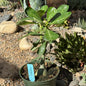 Adenium obesum 'Desert Rose' - 6 Inch Assorted 'Sublime Beauty' - Succulent - DesertScapeSucculent