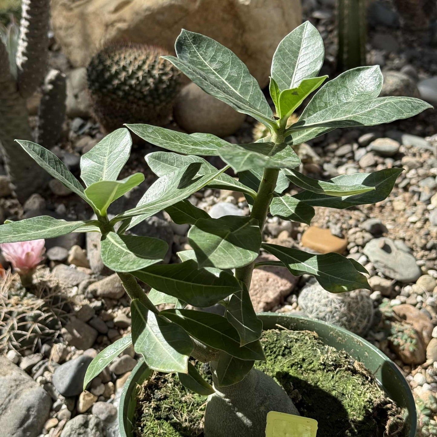 Adenium obesum 'Desert Rose' - 6 Inch Assorted 'Sublime Beauty' - Succulent - DesertScapeSucculent