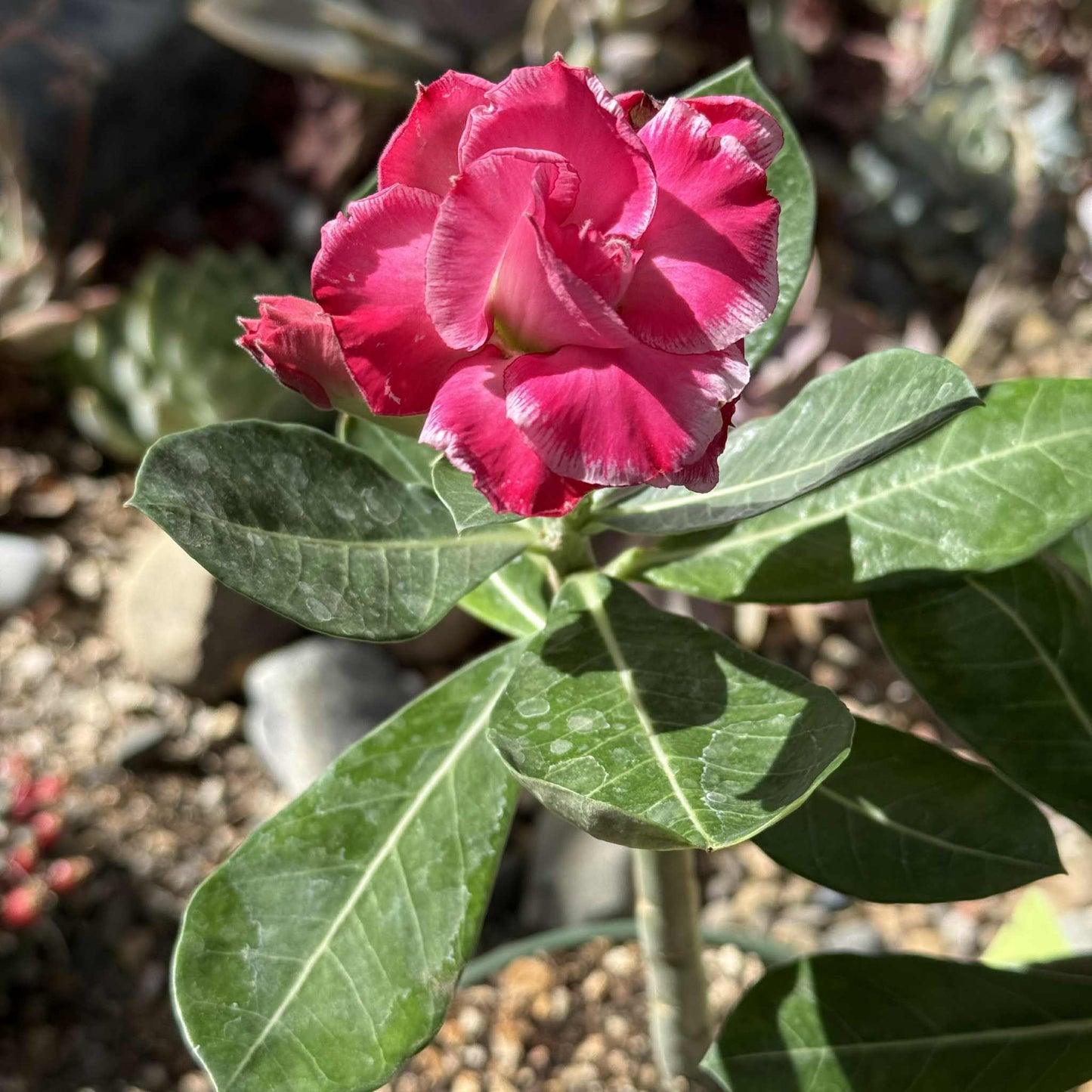 Adenium obesum 'Desert Rose' - 6 Inch VB 288 - Succulent - DesertScapeSucculent