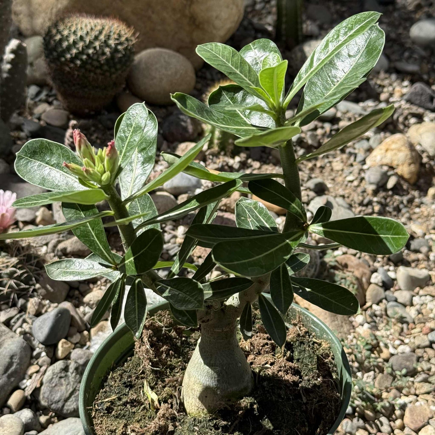 Adenium obesum 'Desert Rose' - 6 Inch Vulcanus NX - Succulent - DesertScapeSucculent