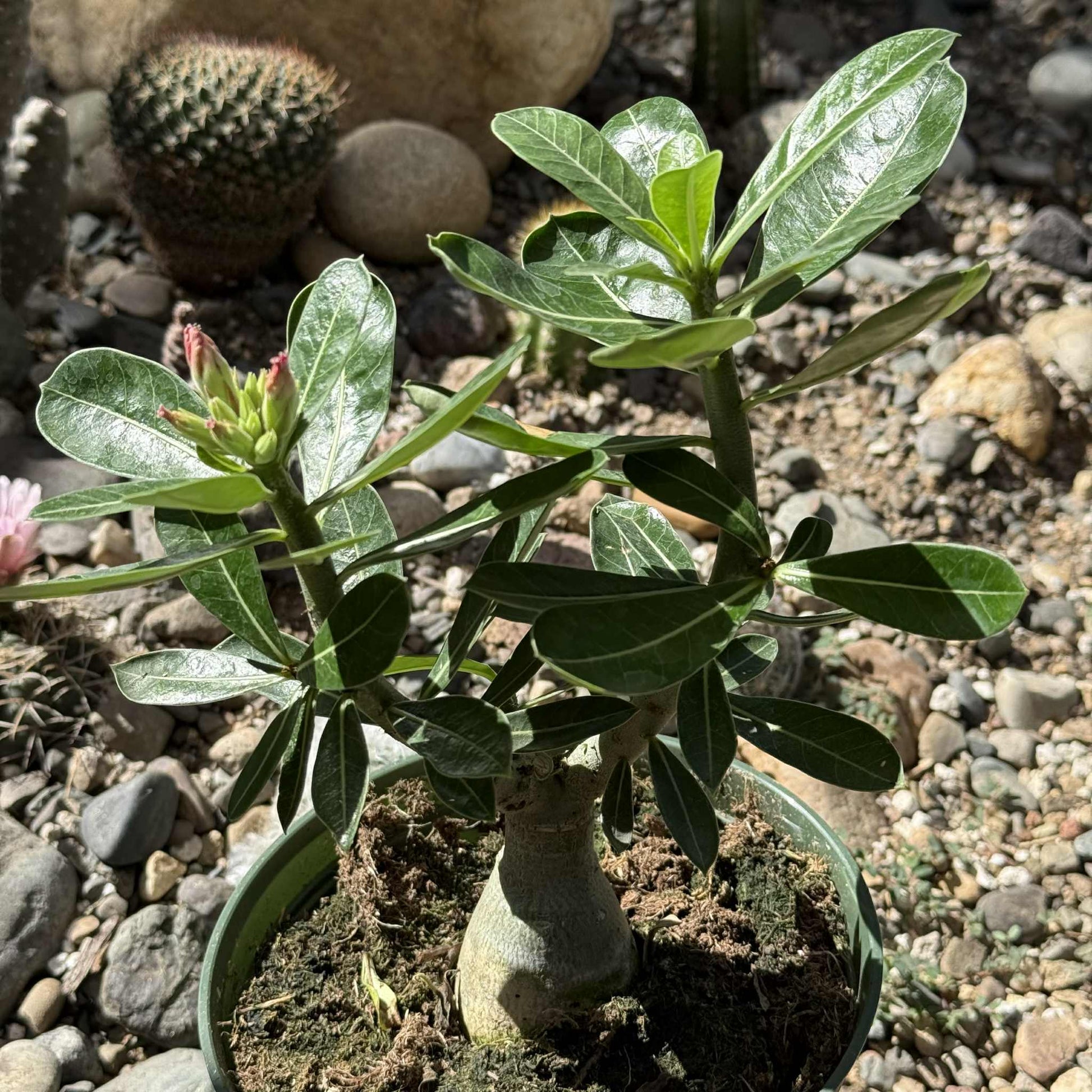 Adenium obesum 'Desert Rose' - 6 Inch Vulcanus NX - Succulent - DesertScapeSucculent
