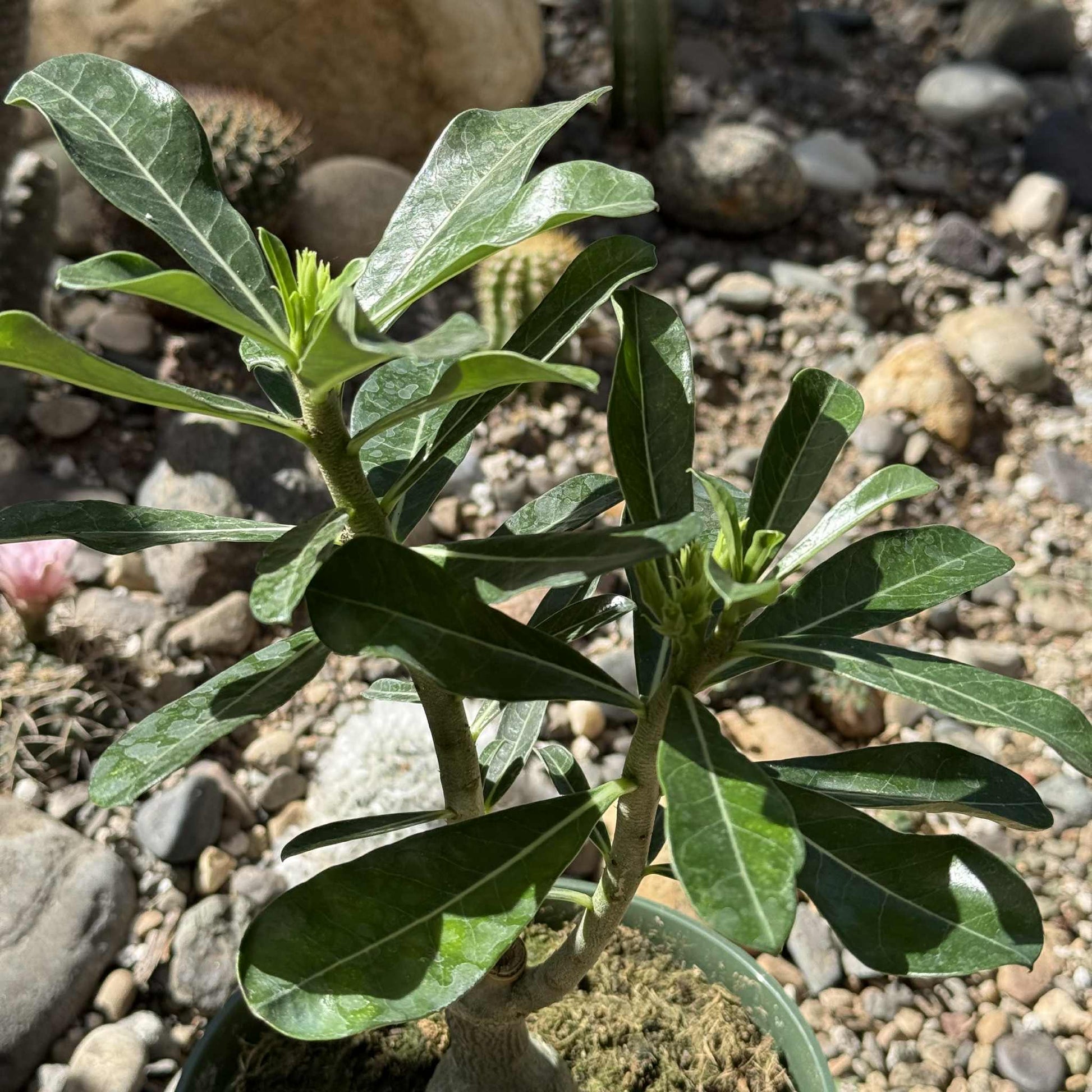 white desert rose succulent plants Adenium obesum 'Desert Rose' – DesertScapeSucculent