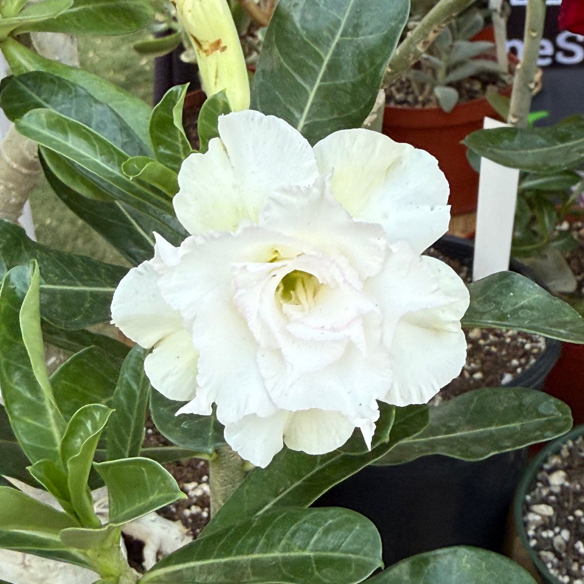 Adenium obesum 'Desert Rose' - 6 Inch White Blaze - Succulent - DesertScapeSucculent