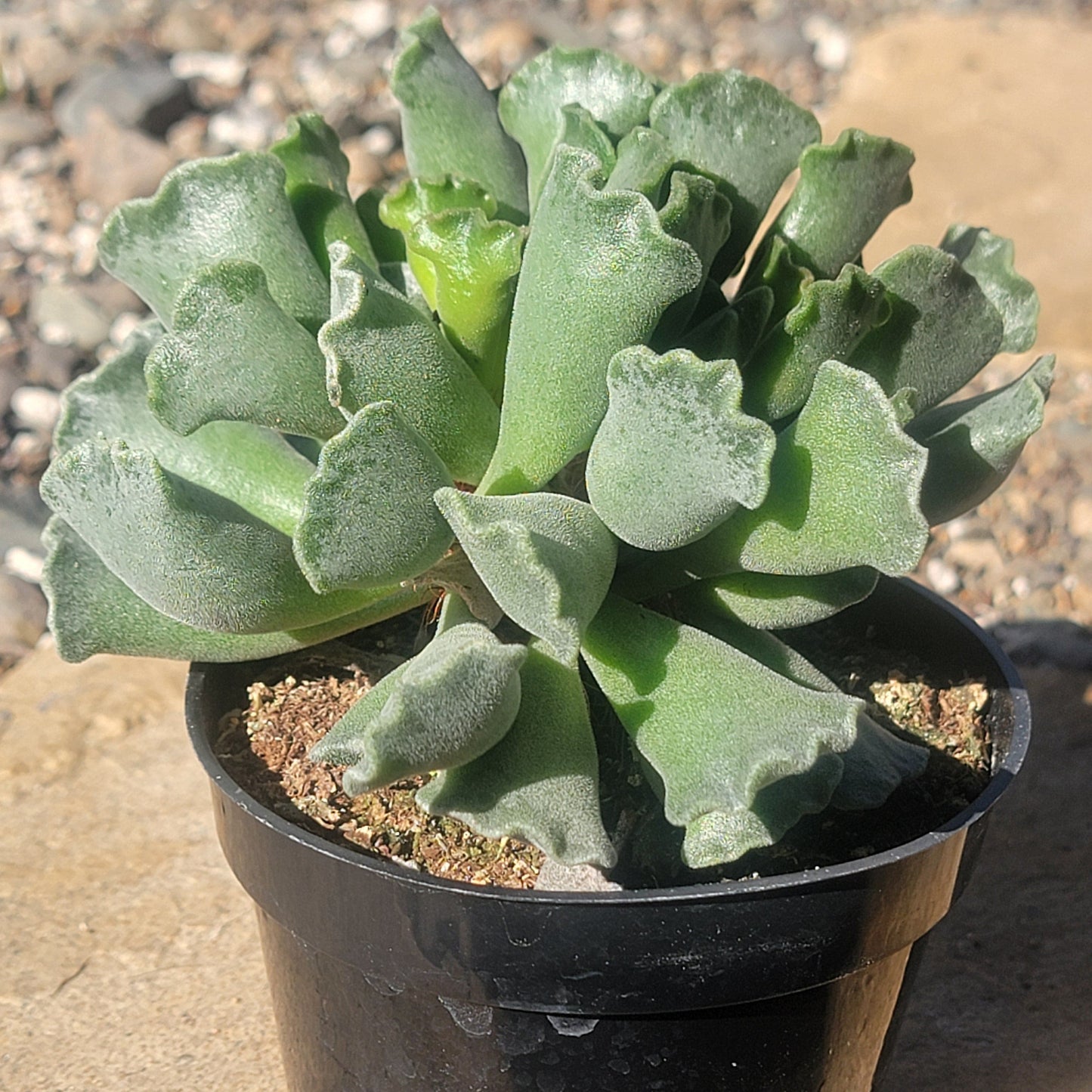 DesertScapeSucculent Succulent 4" Assorted Adromischus Cristatus 'Key Lime Pie'